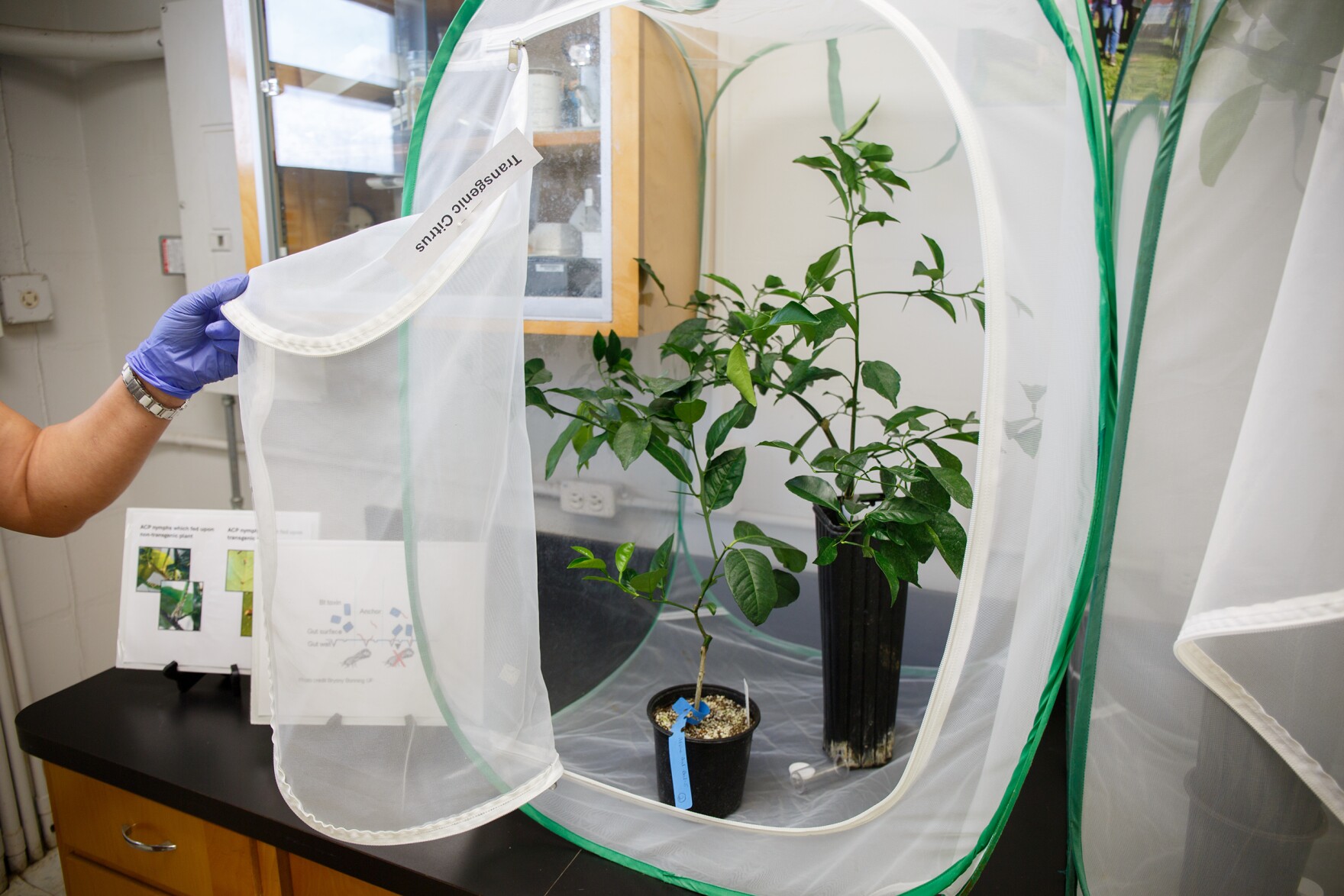 Genetically modified trees offer hope for Florida's citrus industry | WUSF
