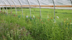 Cut flower farms often grow lots of flowers in one bed, meaning they don't need as much space as row crops. At Sav's Garden in Richmond, high tunnels are used to protect flowers while they grow.