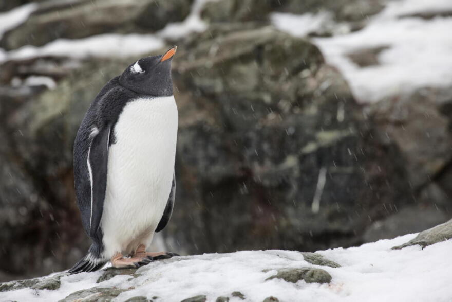 A Gentoo penguin, which researchers divide into four distinct species, one of which was previously unknown to scientists. (Courtesy of Keith Barnes)