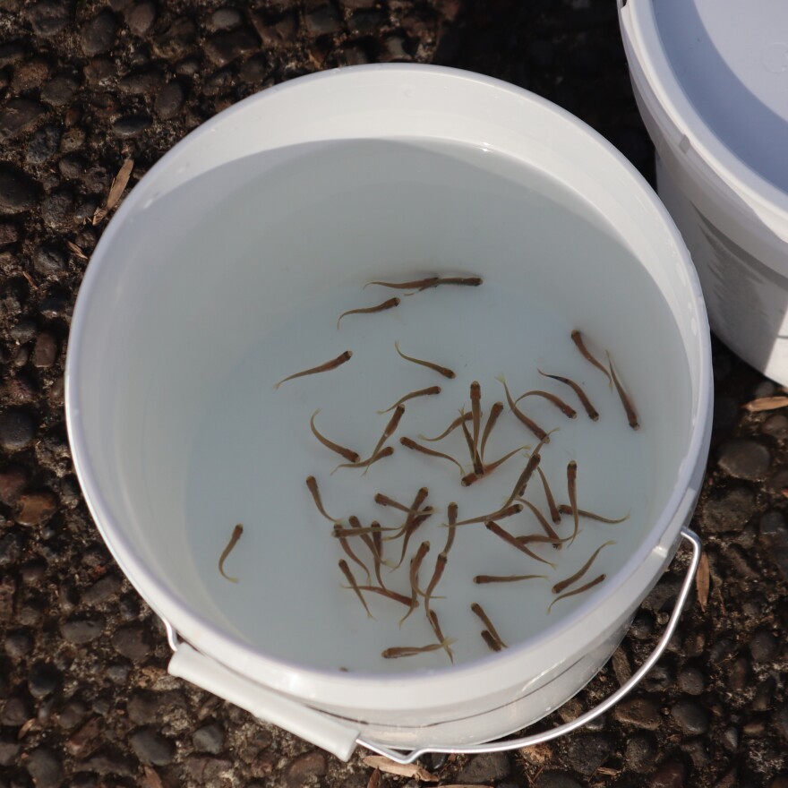 Salmon fry swim in a bucket