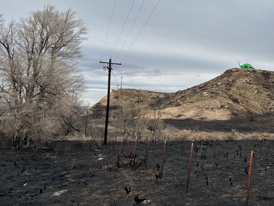 Burned grasslands, fencing and an electricity pole outside of Canadian, Texas on February 29, 2024