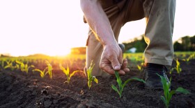 Unrecognizable field worker or agronomist checking health of corn crops in the field.