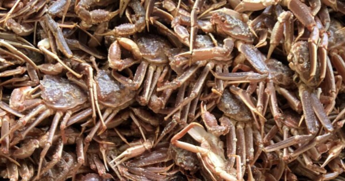 Bering Sea snow crab and red king crab fisheries close amid struggling