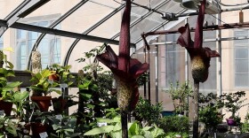 Two Devil's Tongue plants are in bloom at the IU biology department greenhouse.