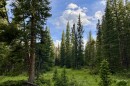 A healthy stand of spruce and fir trees in the Snowy Range in southeast Wyoming.
