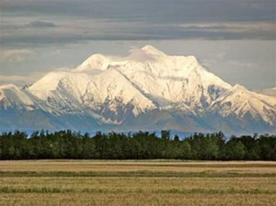 Wrigley Barley Field with Mt. Hayes Looming. Photograph courtesy of Alaska Flour Company