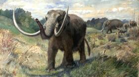 Artist's rendering of an American mastadon.