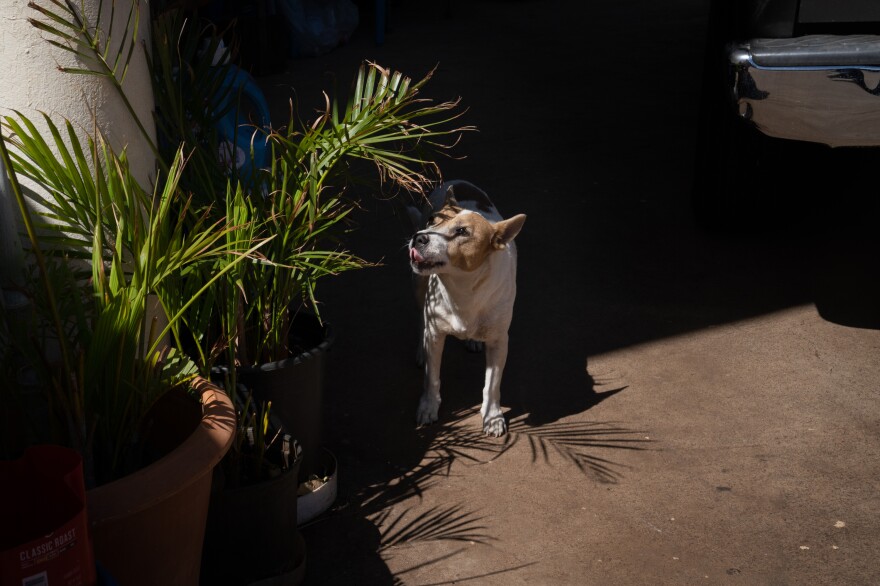 Katsu, one of the dogs at the house, inspects one of the many potted plants in Andres's yard - he lugs in water from his hotel to nurture them.