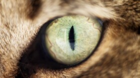 Color macro color photograph of a cat's green eye.