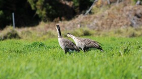 Two nēnē at the Hakalau Forest National Wildlife Refuge on Hawaiʻi Island.