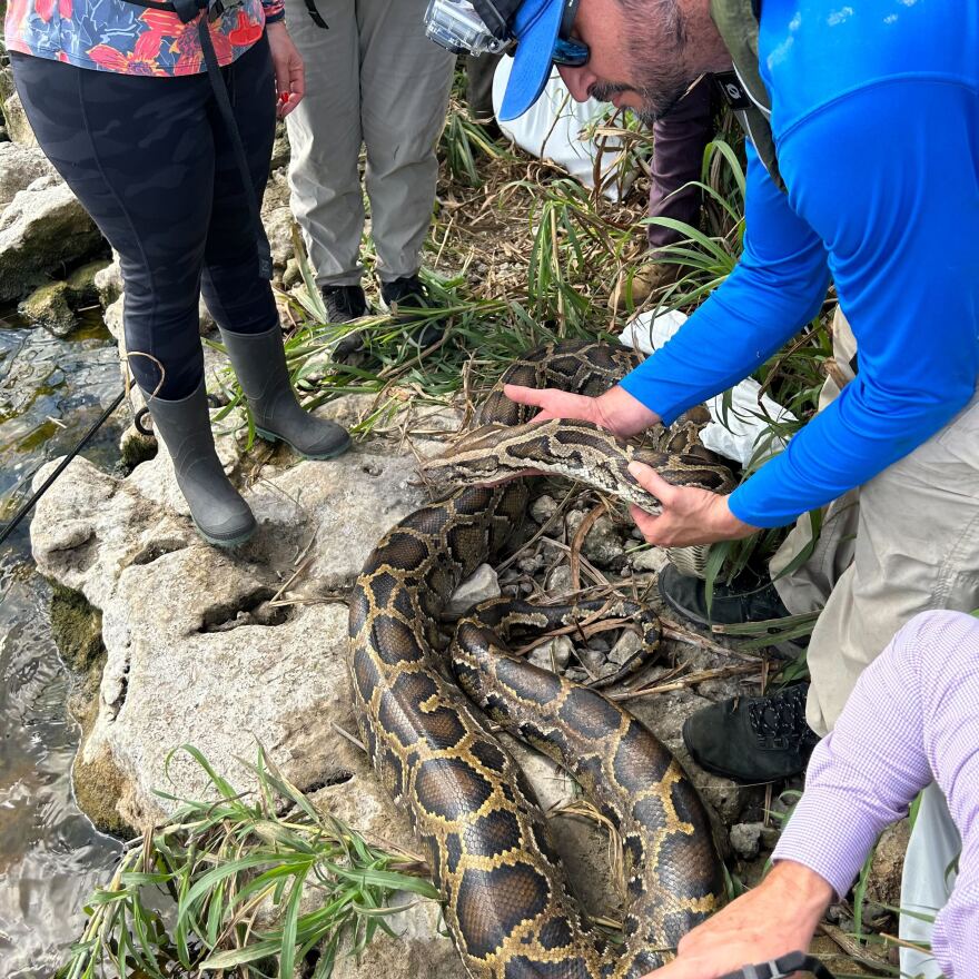 UF Croc Docs Research Coordinator Eric Suarez holds the large female python found on March 12 in the Everglades.