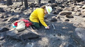 A member of the Burned Area Emergency Response (BAER) Team surveys damage done by the Seven Cabins Fire