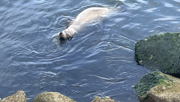 A pale-colored sea lion floats just off shore from some large rocks.