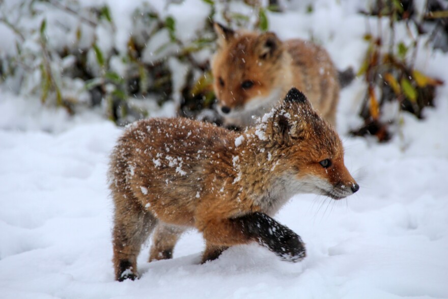 A red fox kit runs in the snow outside of Toolik Field Station, Alaska.