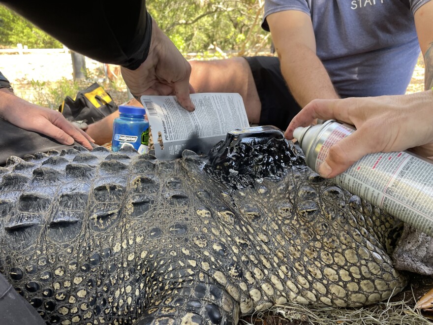 Matthew Guillette sprays paint on the tracking device he has attached to the back of an alligator's neck. It's held to the animal with epoxy, and the paint will help the animal blend in to its environment.