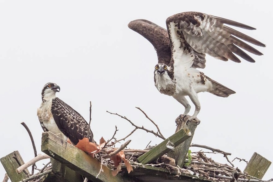 Two osprey in a nest near Fairfax Beach on Lake Monroe, August 14, 2019.