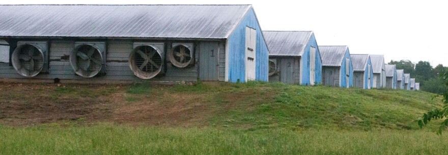 A line of chicken houses at a broiler farm in Adair County.