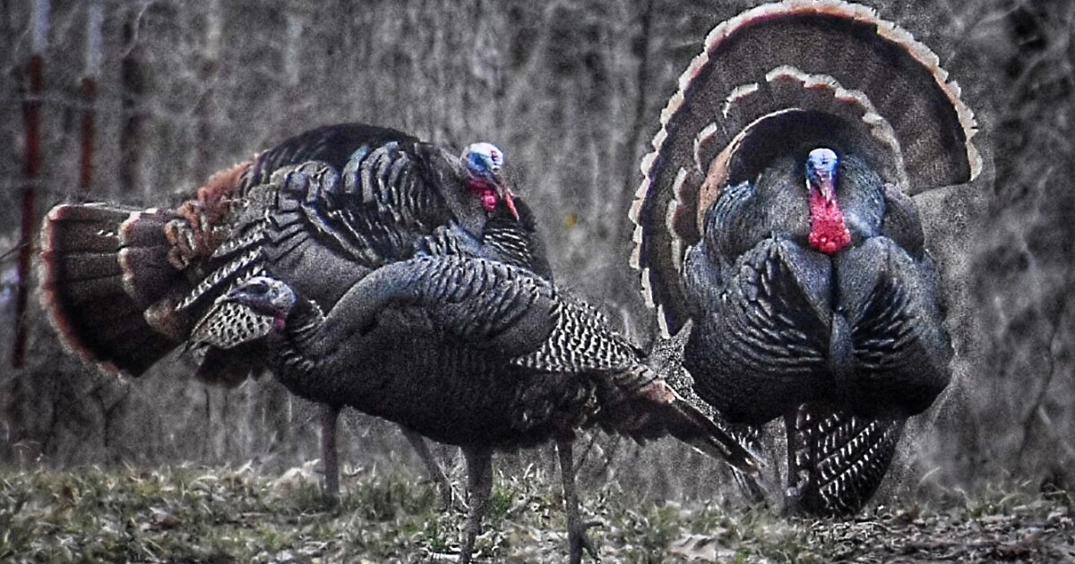 High Plains Outdoors: Predator Control | HPPR High Plains Outdoors: Predator Control | HPPR