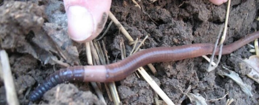 Jumping worms grow twice as fast and reproduce more quickly than other earthworms