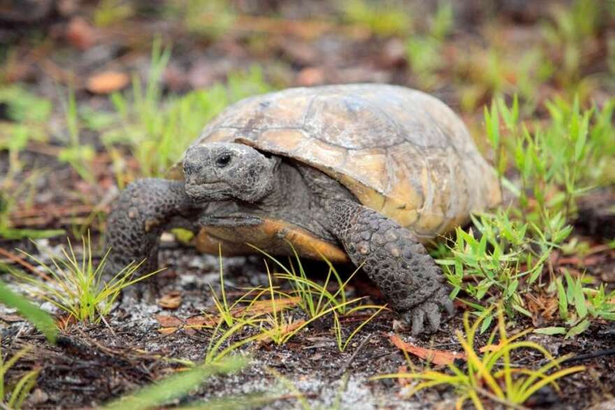 Gopher tortoise. Photo courtesy Florida Fish and Wildlife Conservation Commission