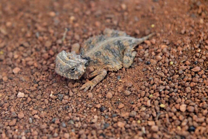 A Texas horned lizard.