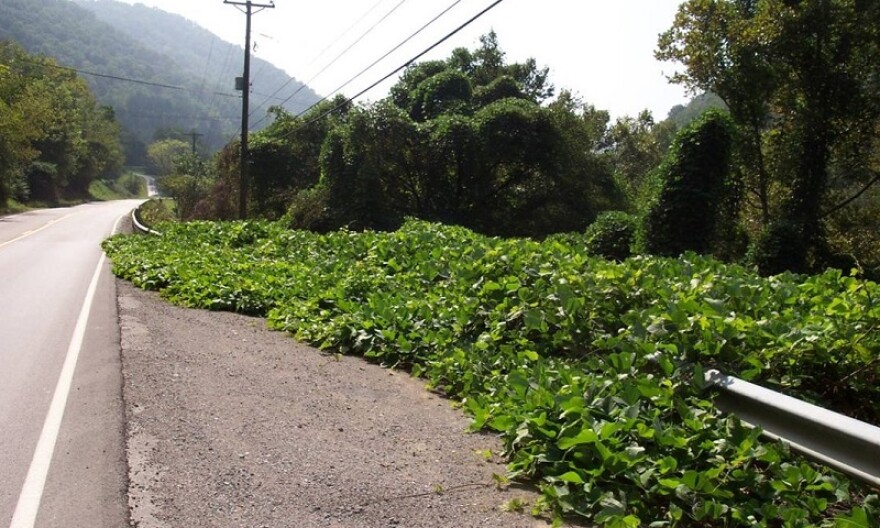 Kudzu growing on the side of the road