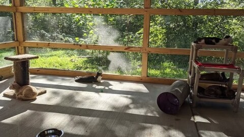 A catio at Eden Animal Haven in Brighton, Mo.
