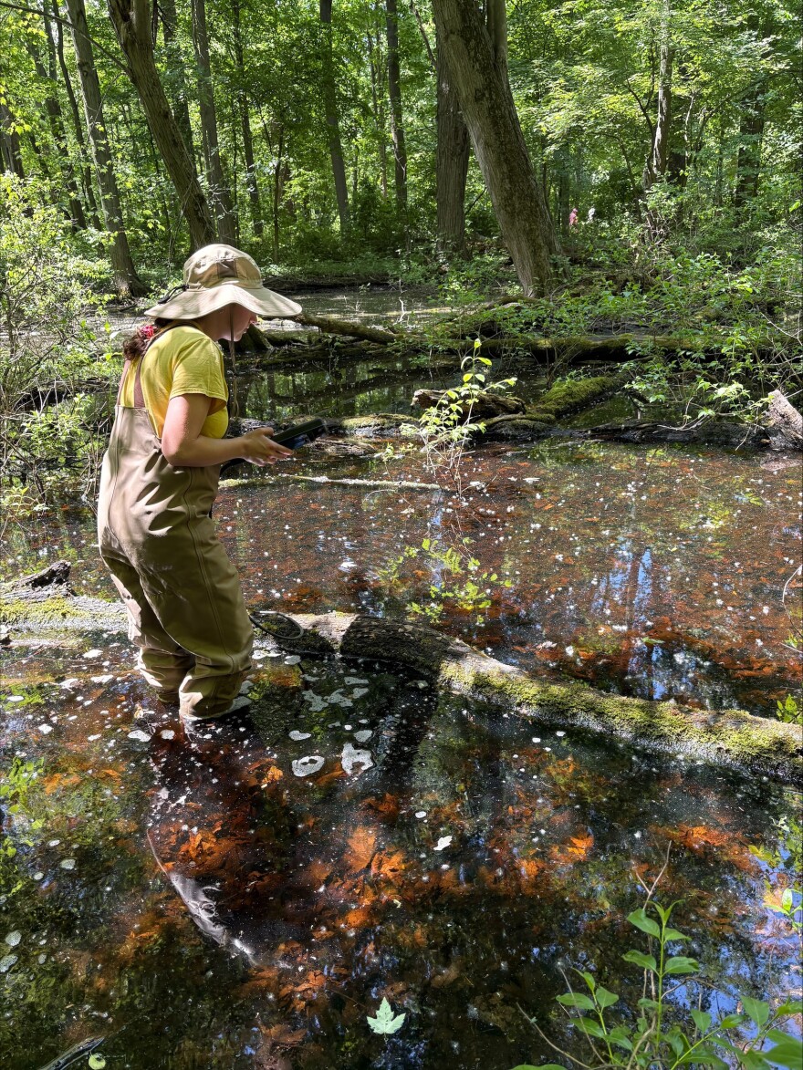 Student researcher Linsey Ward taking a water quality measurement at a swamp in southern Michigan.