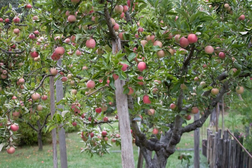 Apple Tree