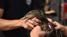 close up of a mallard duck being held by several people who attached a small solar-powered collar on its back