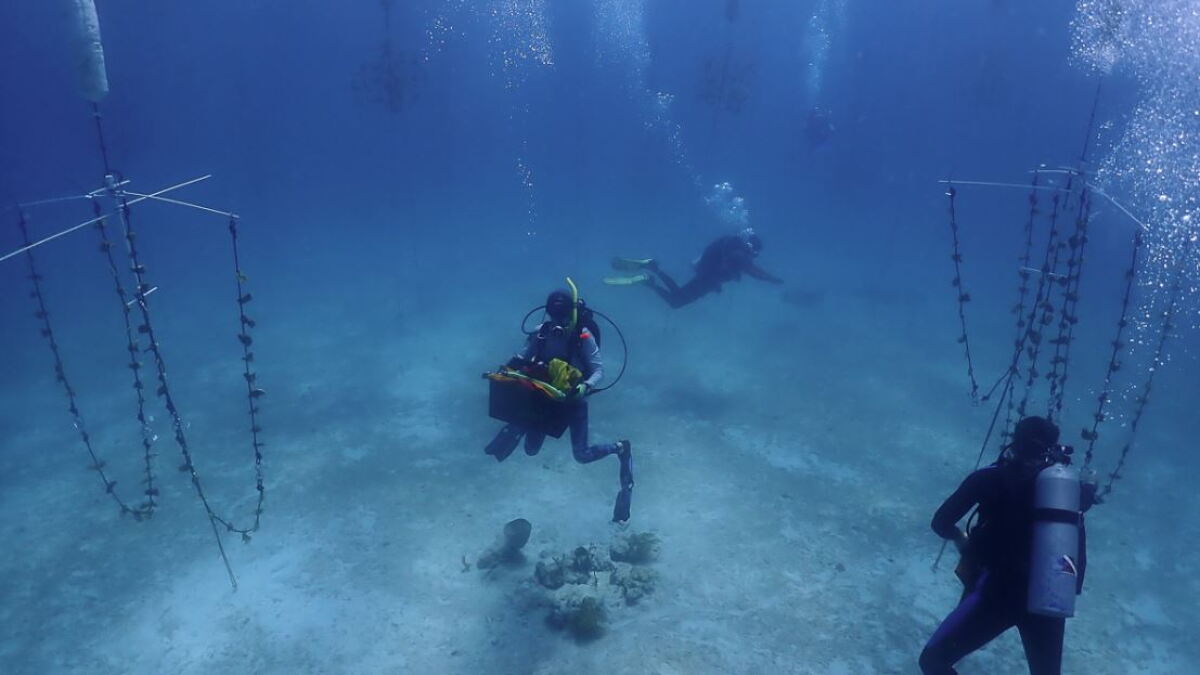 Coral in Florida Keys nursery being moved to deeper, cooler waters - Vimarsana News