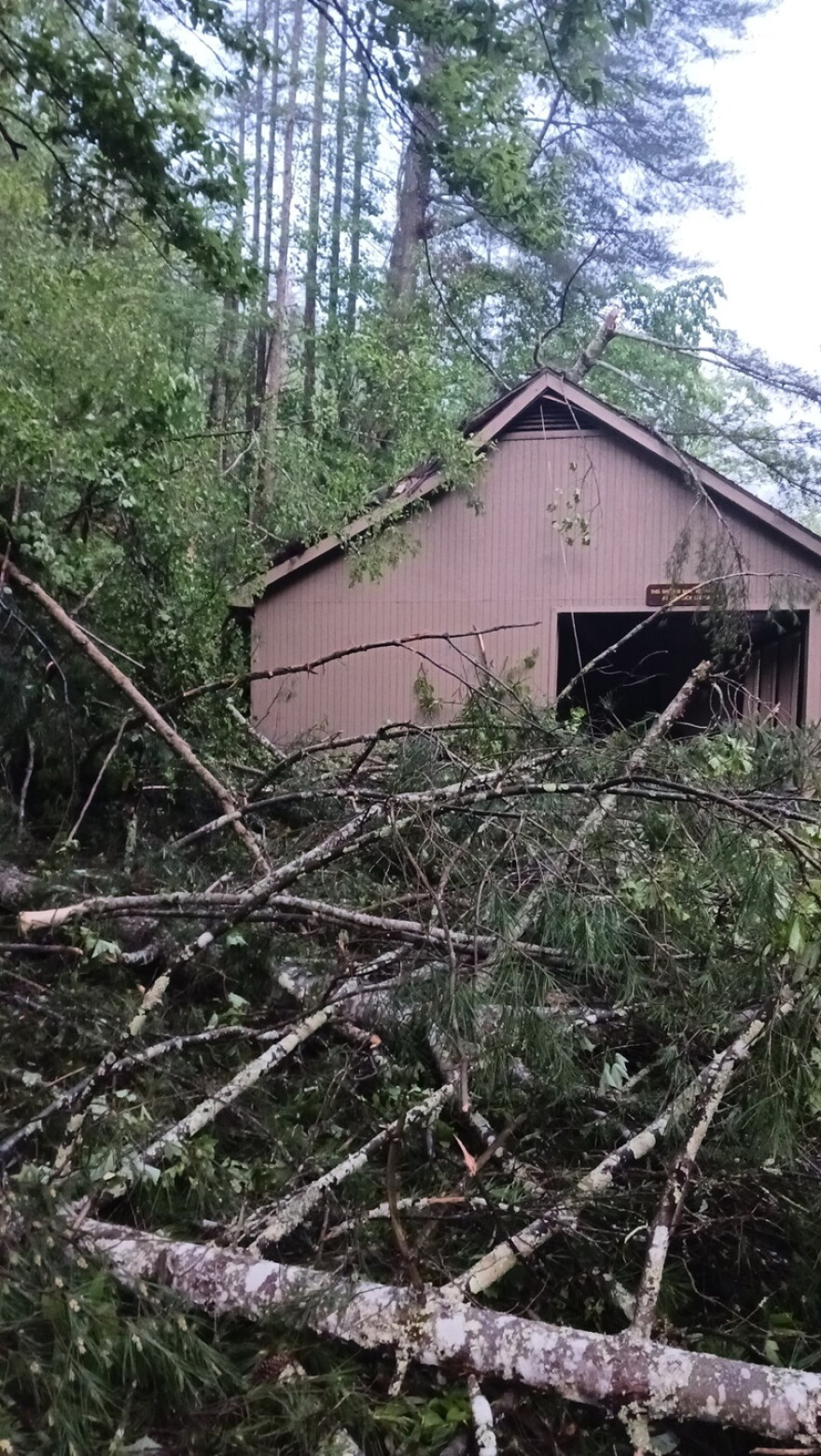 Despite multiple trees toppled by Tuesday night's storm near Natural Bridge, no one was injured, according to Powell County's judge-executive.