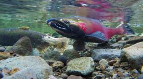 Coho salmon like these are among the salmon species in peril, as outlined in the 2021 State of Salmon in Watersheds report.