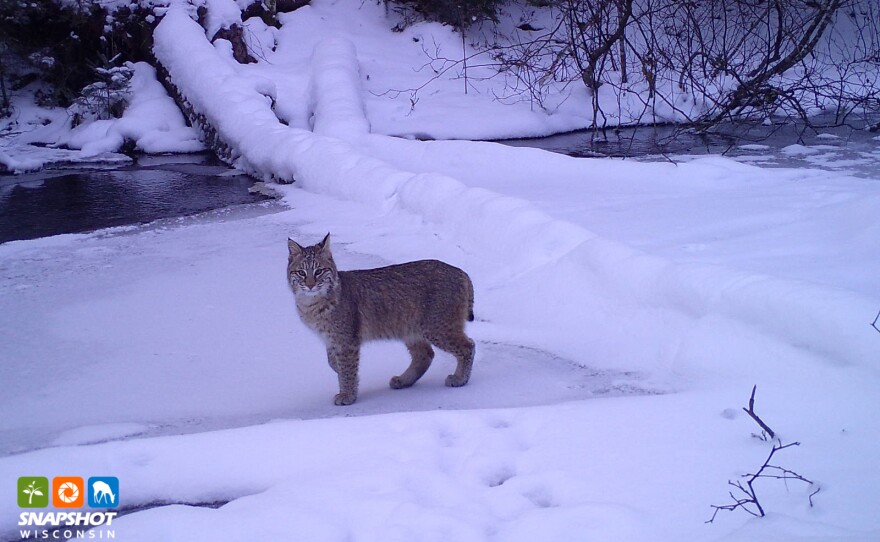 A bobcat in Vilas County
