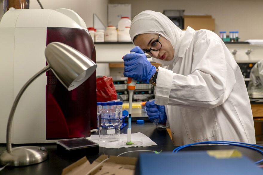 University of Missouri PhD student Mai Abuhelwa demonstrates how one of the new sensors detects Salmonella contamination on July 28, 2023. This sensor uses a laser and fiber optic cables to sense small centrations of the bacteria.