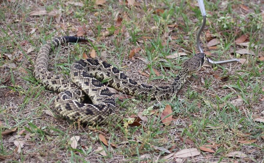 An eastern diamondback rattlesnake is handled during a demonstration at Jonesville Park on April 2, 2026. (Candy Fontana Verde / WUFT News)