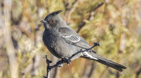 Far West Texas hosts more than 500 species of birds – including the phainopepla, which breeds here.