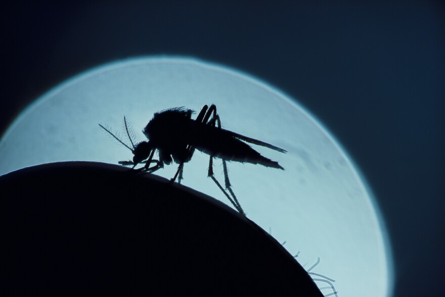 How do mosquitoes smell us out? And how can we stop them? A new study offers a surprising answer to the first question — and hope for better preventive strategies as a result.