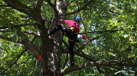Competitor in Michigan Tree Climbing Competition climbing tree during a speed climb event.