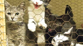 Kittens housed at the Hopkins County Humane Society in Madisonville. Photo by Jim Pearson, The Messenger. Published Aug. 25, 2009.