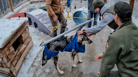Park rangers weigh 6-month-old Rainier at the Denali National Park sled dog kennels on Oct. 1, 2026.