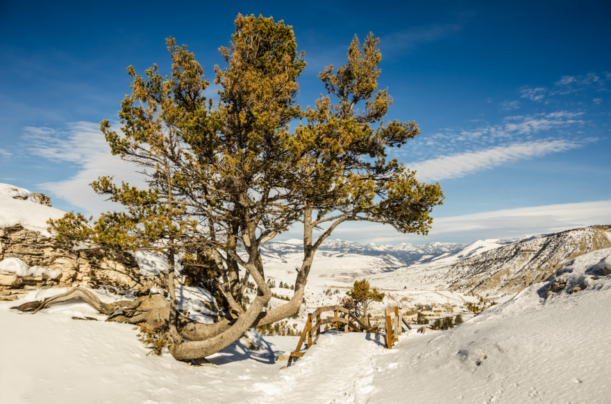 A grouping of trees whose trunks jut sideways low to the ground before going upwards. They stand in a snowy, high-elevation area with snow-capped mountains in the near and far distance.