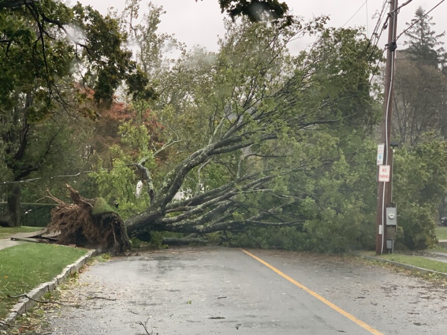 A tree uprooted by high winds overnight Tuesday left Highland Avenue near downtown Cohasset impassable on Wednesday afternoon.