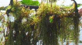 The Cooperative Invasive Species Management Area is actively working to eradicate invasive elodea from the Kenai Peninsula. The plant was first found locally in Stormy Lake (near Kenai) in 2012. (Photo: FWS)