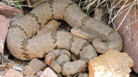 Crotalus lepidus – the rock rattlesnake – is one of six rattler species found in West Texas. Dr. Vicente Mata-Silva, a herpetologist at the University of Texas at El Paso, has studied these lesser-known rattlers at the university’s Indio Mountains Research Station, south of Van Horn.