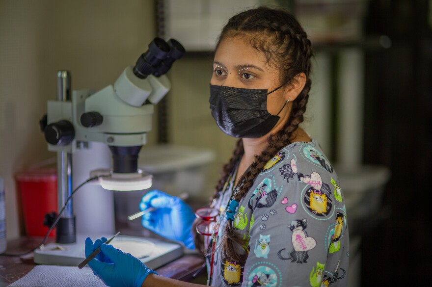 Cecilia González sorts mosquitoes under a microscope. She's looking for females with blood meals.