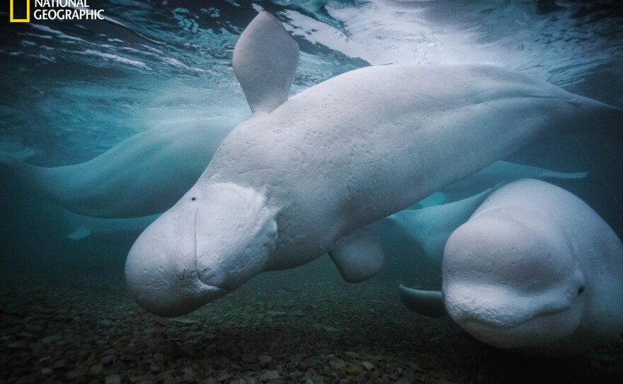 Nearly 2,000 belugas frolic each summer near Arctic Canada's Somerset Island, nursing their young, chattering in squeaks and whistles, and swimming about in shifting networks of companions and family. Scientists suspect many whale species share cultural traditions, much as humans do.