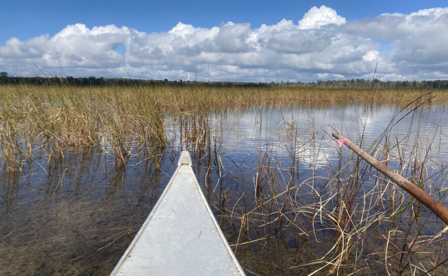 top of a canoe heading into a wild rice bed on Lake Tawas