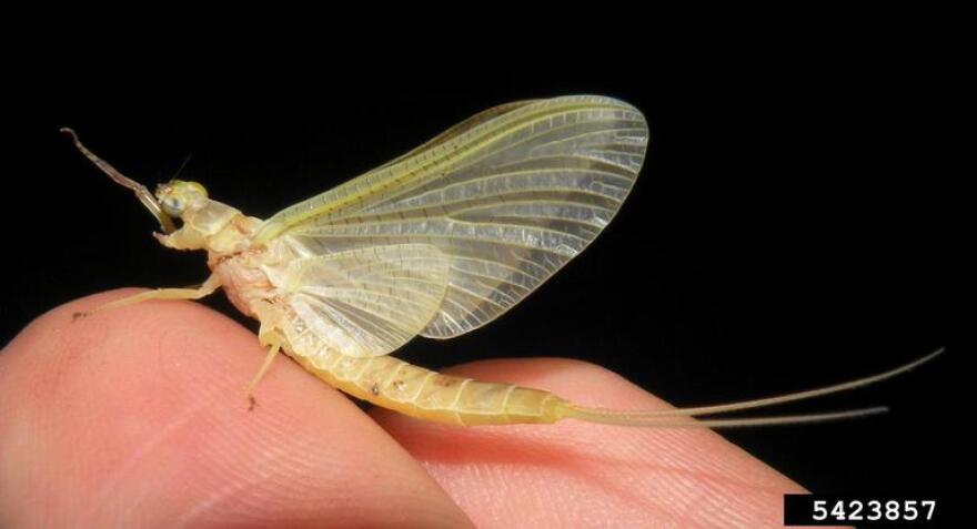 Mayflies, like many insects, spend part of their lives in water. They’re an important source of food for fish, dragonflies, bats, birds, turtles and other animals. In years with good mayfly hatches, a study in Ontario found, walleye numbers easily tripled. Walleye are a popular fish for human consumption and sport fishing.