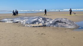 A dead gray whale on a beach near Florence, March 26, 2026.
